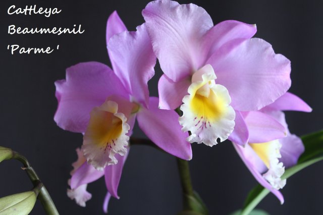 cattleya beaumesnil parme